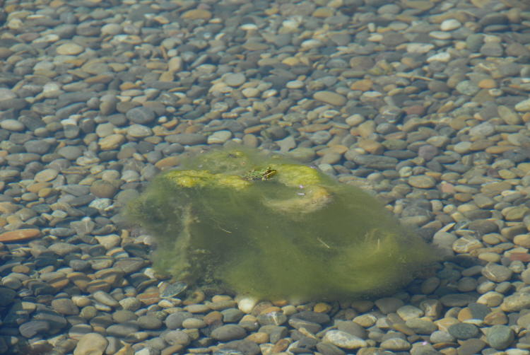 Frosch in Deckung
