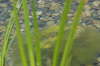noch ein Frosch