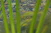 der gleiche Frosch