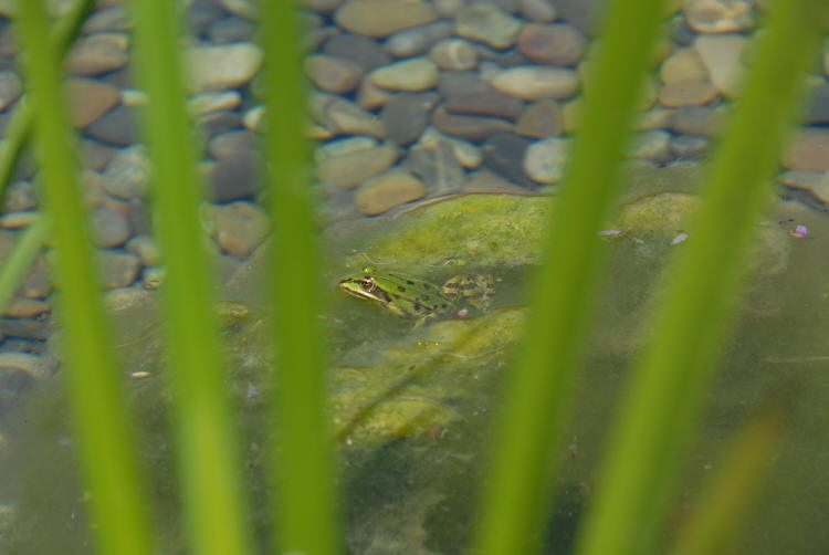 der gleiche Frosch